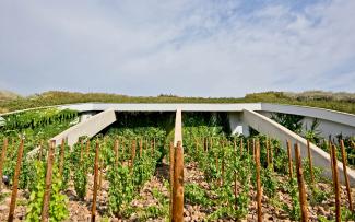 A close connection is also created by the lateral incisions in the roof: here, the grapevines grow right into the building. Vines in front of a pitched green roof